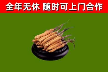 荆门市回收冬虫夏草